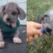 Cachorro com sarna grave, mal conseguia levantar a cabeça e transformação emociona