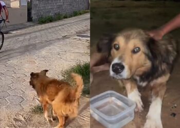 Menino para ao ver cachorro de rua sofrendo para acompanhá-lo e cena emociona