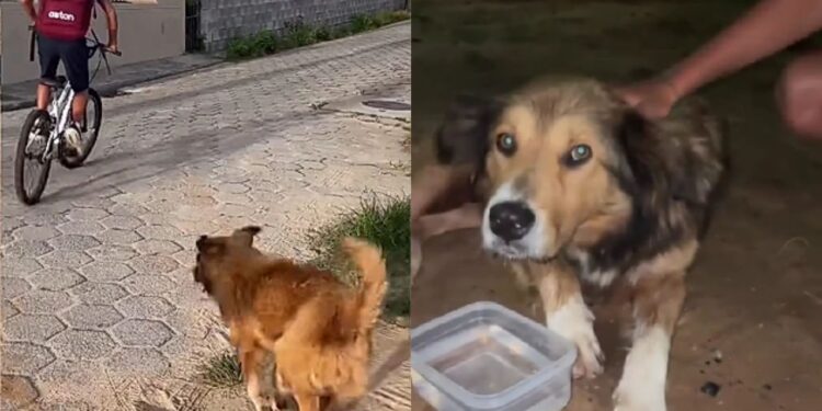 Menino para ao ver cachorro de rua sofrendo para acompanhá-lo e cena emociona