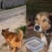 Menino para ao ver cachorro de rua sofrendo para acompanhá-lo e cena emociona