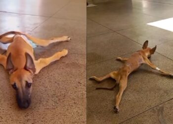 Cachorro dado como caso perdido escapa da eutanásia e surpreende com recuperação emocionante