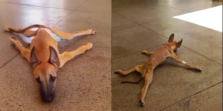 Cachorro dado como caso perdido escapa da eutanásia e surpreende com recuperação emocionante