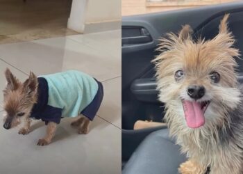 “Ele esperou o momento certo para partir”: último adeus de Yorkshire comove milhares de pessoas