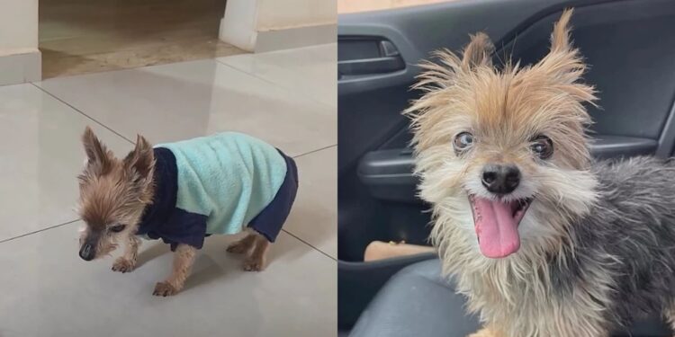 “Ele esperou o momento certo para partir”: último adeus de Yorkshire comove milhares de pessoas