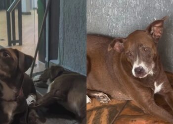 Após perderem a tutora, três cães passam dias esperando no mesmo lugar e história emociona