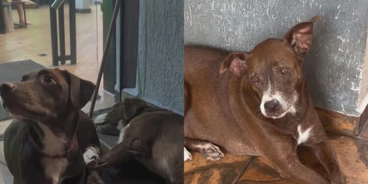 Após perderem a tutora, três cães passam dias esperando no mesmo lugar e história emociona
