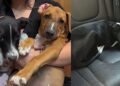 Cães adotados juntos são devolvidos poucos dias depois e história gera indignação nas redes