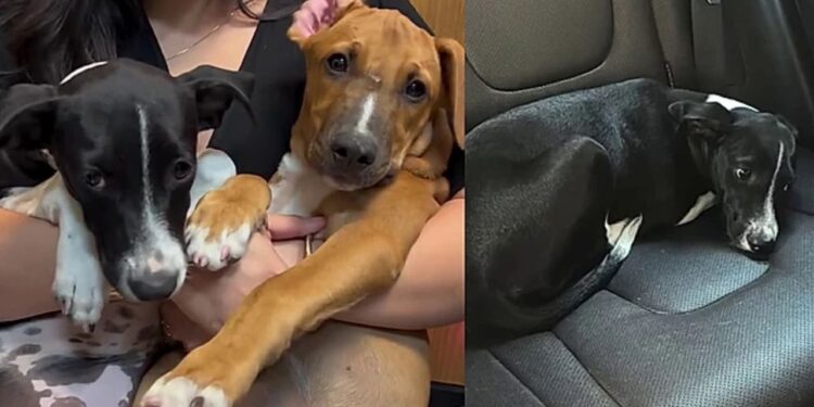Cães adotados juntos são devolvidos poucos dias depois e história gera indignação nas redes