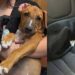 Cães adotados juntos são devolvidos poucos dias depois e história gera indignação nas redes