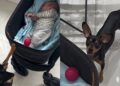 Cachorrinho tenta ensinar novo melhor amigo a brincar de bolinha e encanta a web