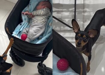 Cachorrinho tenta ensinar novo melhor amigo a brincar de bolinha e encanta a web