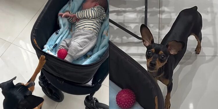 Cachorrinho tenta ensinar novo melhor amigo a brincar de bolinha e encanta a web