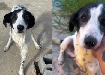 Protetor segue intuição final e encontra cão idoso desaparecido em cena emocionante