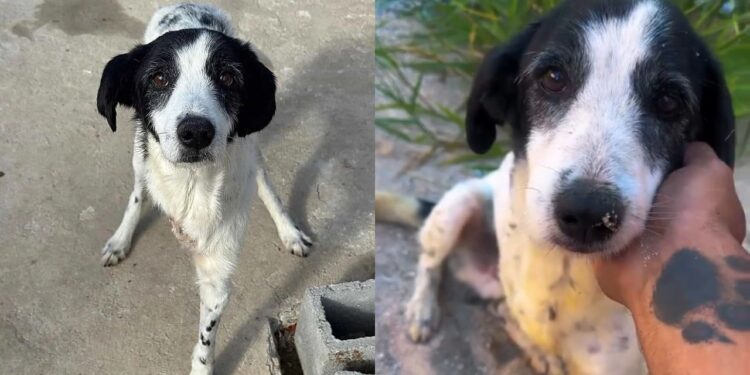 Protetor segue intuição final e encontra cão idoso desaparecido em cena emocionante