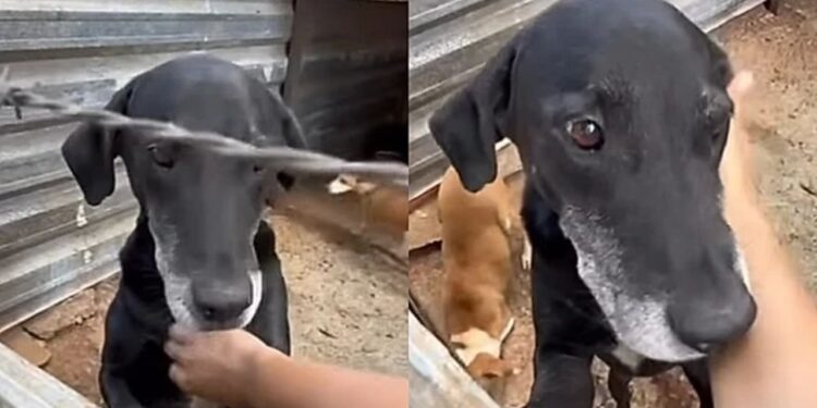 Cão adotado é devolvido por não subir escadas e abrigo faz alerta sobre adoção responsável