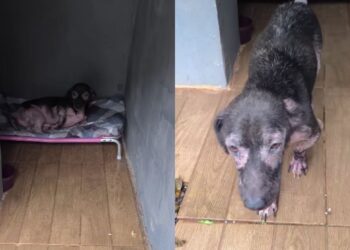 Cão Amendoim emociona ao correr feliz ao ouvir voz de sua tutora após resgate