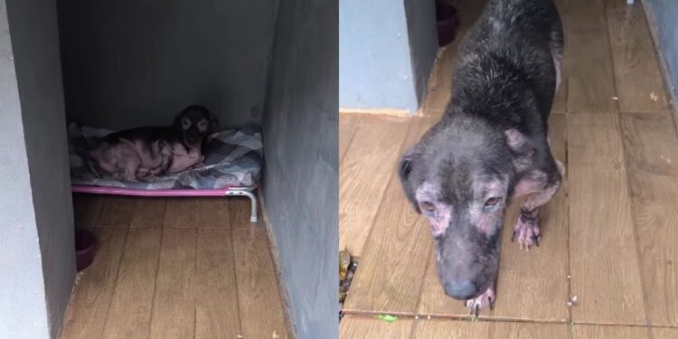 Cão Amendoim emociona ao correr feliz ao ouvir voz de sua tutora após resgate