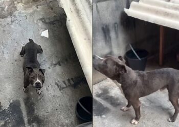 Pitbull deixado sozinho por meses chama atenção com atitude comovente