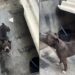 Pitbull deixado sozinho por meses chama atenção com atitude comovente