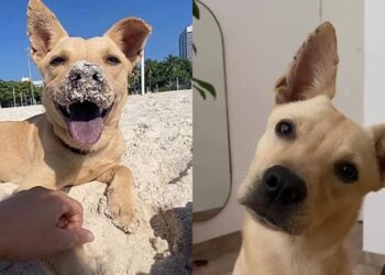 Cachorrinha abandonada na praia segue mulher e muda completamente de vida