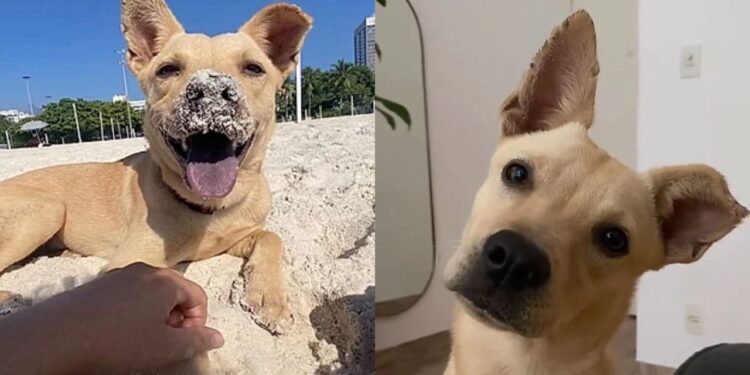 Cachorrinha abandonada na praia segue mulher e muda completamente de vida