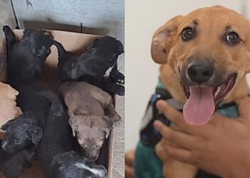 Cachorrinho foi o único da ninhada rejeitado por ser caramelo de pelo curto