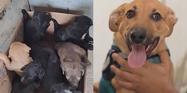 Cachorrinho foi o único da ninhada rejeitado por ser caramelo de pelo curto