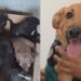 Cachorrinho foi o único da ninhada rejeitado por ser caramelo de pelo curto