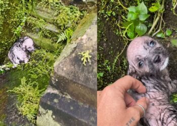 Cachorrinha é encontrada quase congelando em vala e resgate emociona