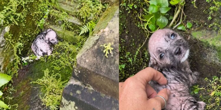 Cachorrinha é encontrada quase congelando em vala e resgate emociona