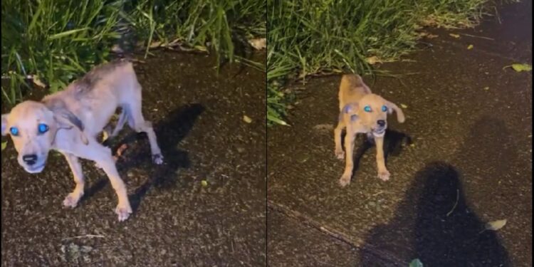 Filhote abandonado em rua movimentada emociona ao ser resgatado em Ribeirão Preto