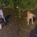 Filhote abandonado em rua movimentada emociona ao ser resgatado em Ribeirão Preto