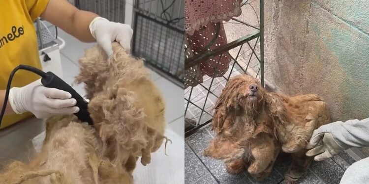 Cão que parecia arisco surpreende ao mostrar seu lado mais doce após receber cuidado e atenção