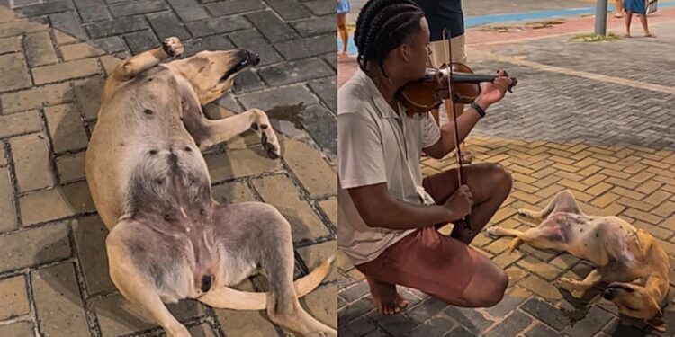 Cão caramelo encontra tranquilidade profunda ao ouvir música de violinista de rua