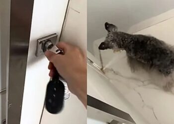 Mesmo cega e surda, cadelinha idosa se esforça para proteger a casa e gesto emociona