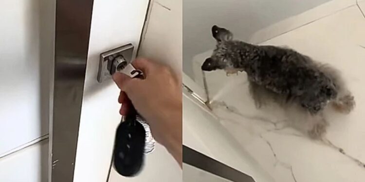 Mesmo cega e surda, cadelinha idosa se esforça para proteger a casa e gesto emociona