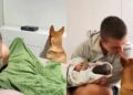 Cão que ignorava a gestação da tutora, surpreende casal ao finalmente conhecer o bebê