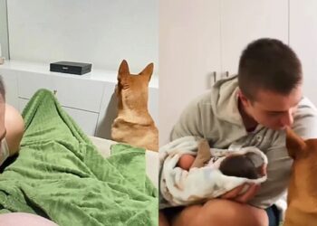 Cão que ignorava a gestação da tutora, surpreende casal ao finalmente conhecer o bebê