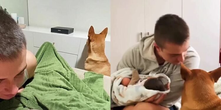 Cão que ignorava a gestação da tutora, surpreende casal ao finalmente conhecer o bebê
