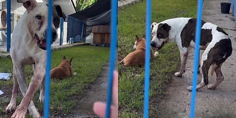 Ele foi rejeitado mas não perdeu a esperança e continua pedindo atenção na grade do abrigo