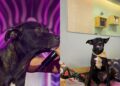 Cão de rua sobe ao palco durante apresentação e conquista novo destino emocionante