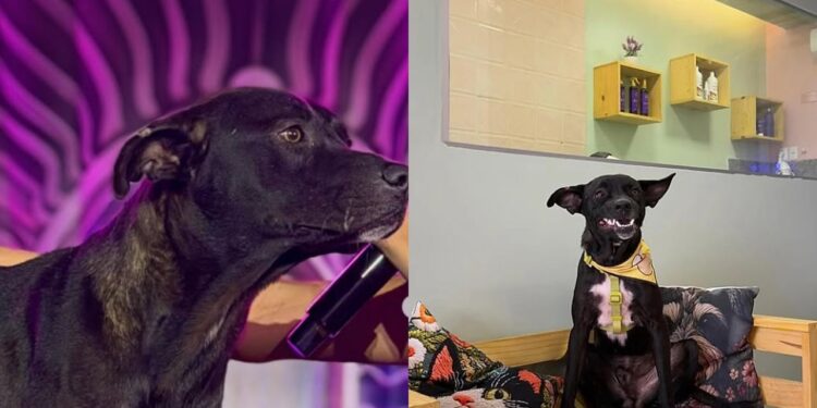 Cão de rua sobe ao palco durante apresentação e conquista novo destino emocionante