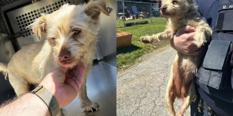 Cachorro some por 4 anos e reencontro inesperado faz tutor chorar de emoção