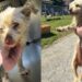 Cachorro some por 4 anos e reencontro inesperado faz tutor chorar de emoção