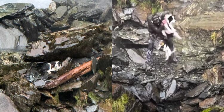 Cachorro desaparecido reencontra dono uma semana após cair de cachoeira de 55 metros