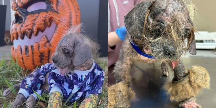 Encontrado chorando no mato, cão idoso ganha nova chance e surpreende