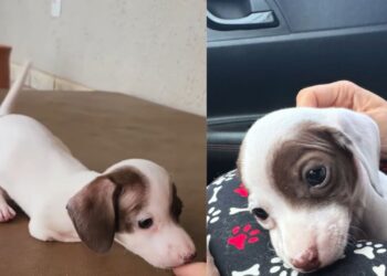 Filhote com deficiência encanta ao mostrar alegria e vontade de viver