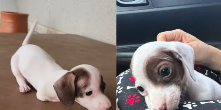 Filhote com deficiência encanta ao mostrar alegria e vontade de viver