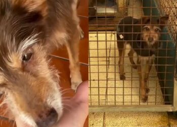 Após passar 13 anos esperando por um lar, cão mais antigo do abrigo é adotado e emociona cuidadores