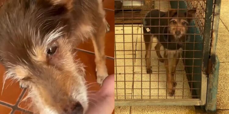 Após passar 13 anos esperando por um lar, cão mais antigo do abrigo é adotado e emociona cuidadores